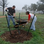 People shoveling and raking mulch for a young tree