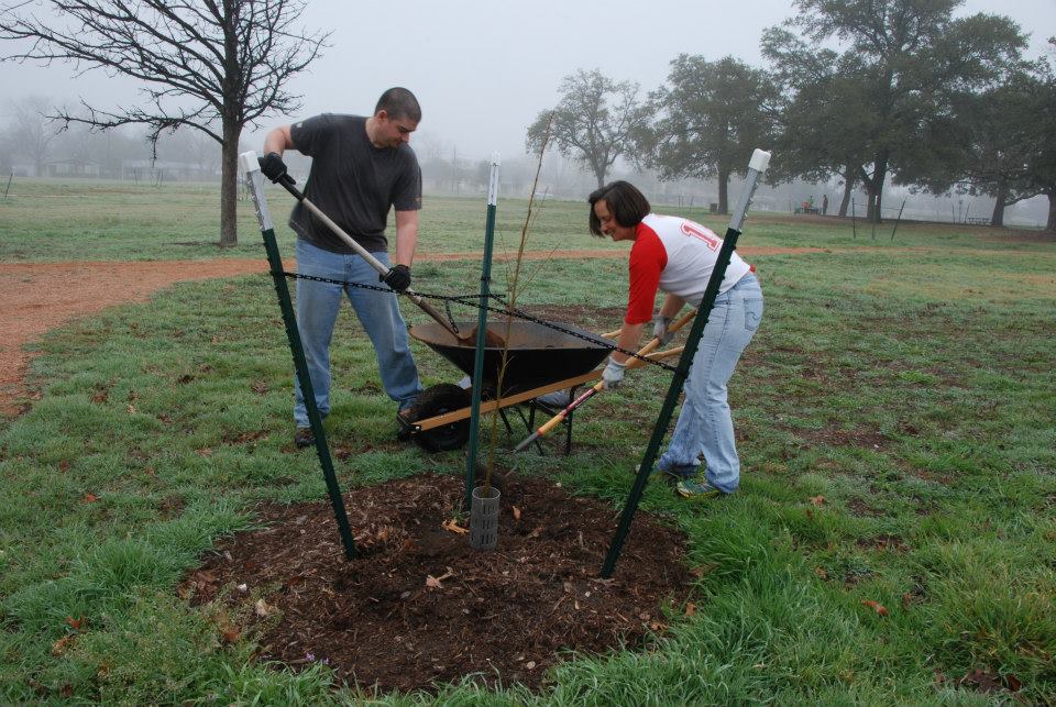 People shoveling and raking mulch for a young tree